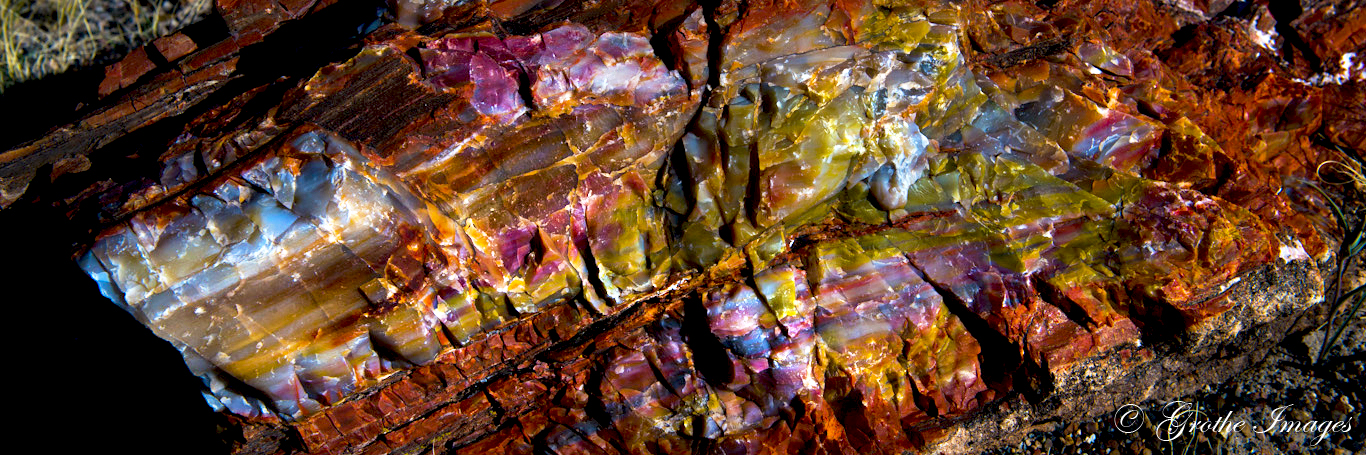 Petrified wood from Petrified Forest National Park, Arizona