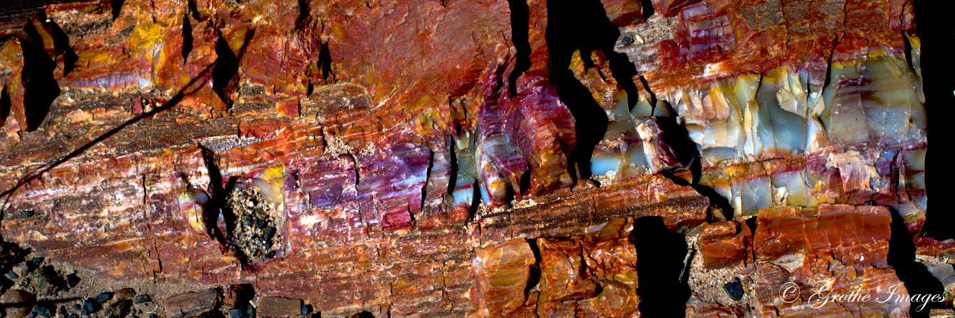 Petrified wood from Petrified Forest National Park, Arizona