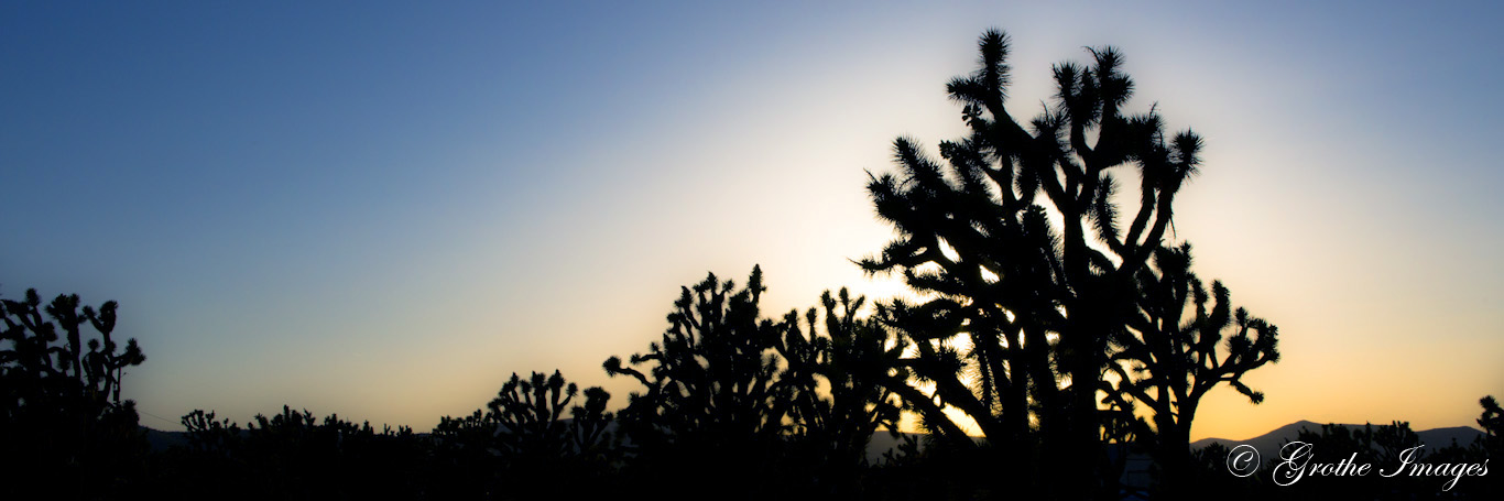 Joshua Trees silhouetted in the setting sun, Meadview, Arizona