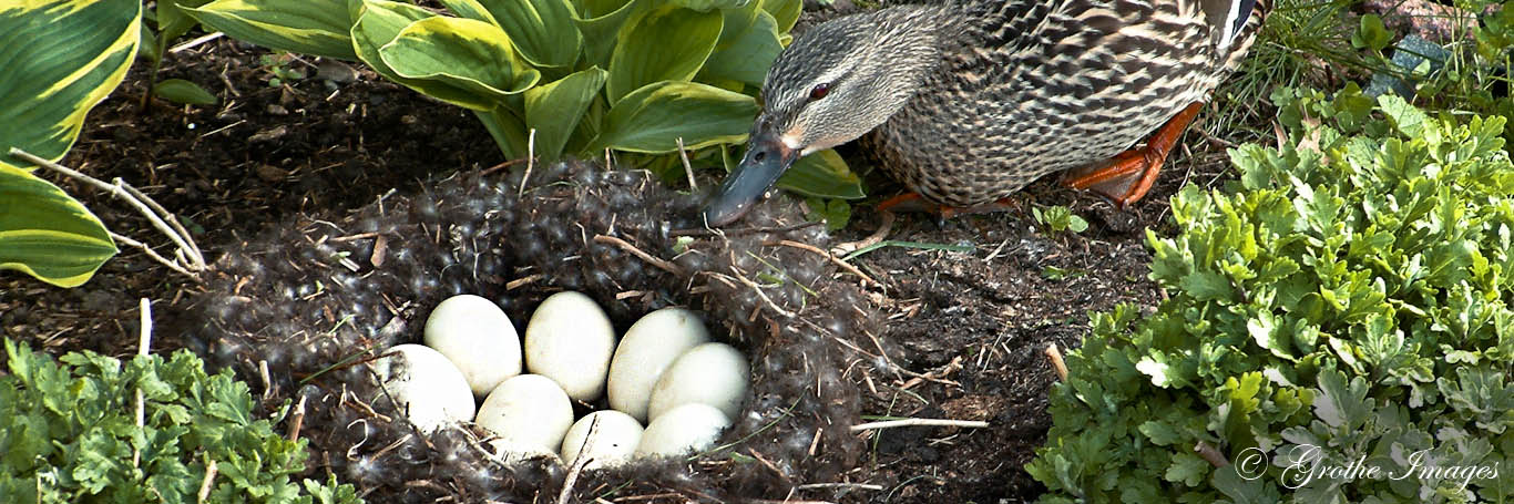 Mallard hen approaches her eggs, Waushara County, Wisconsin