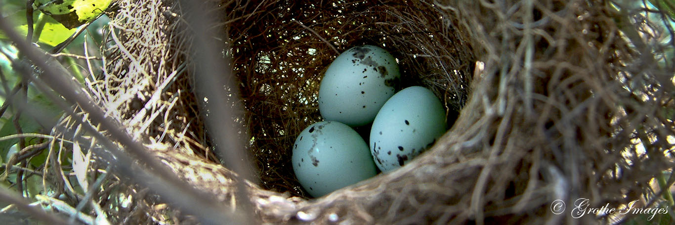 Chipping sparrow eggs, Waushara County, Wisconsin