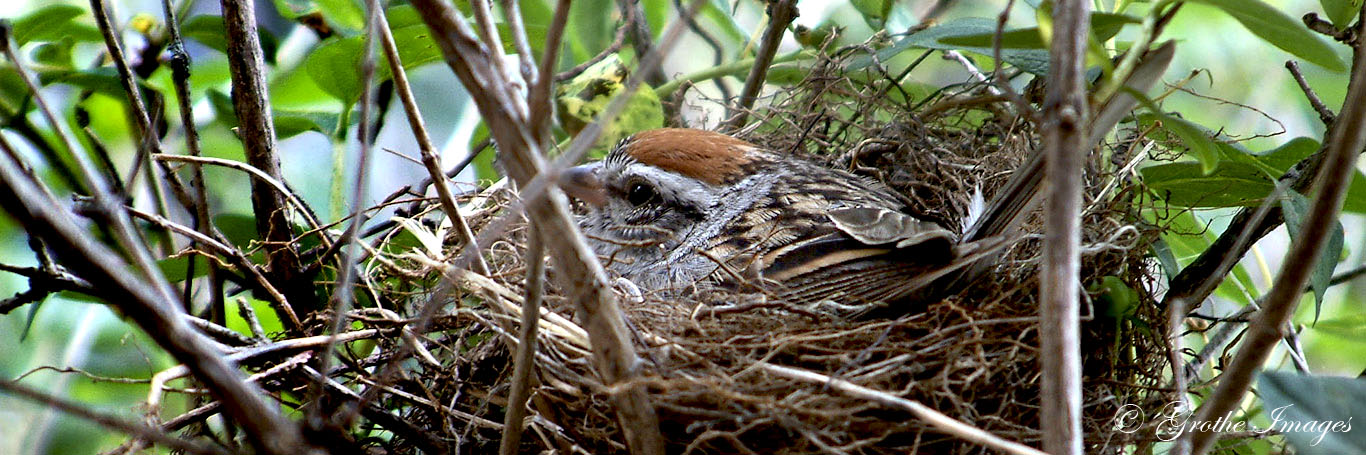 Chipping sparrow on her nest, Waushara County, Wisconsin