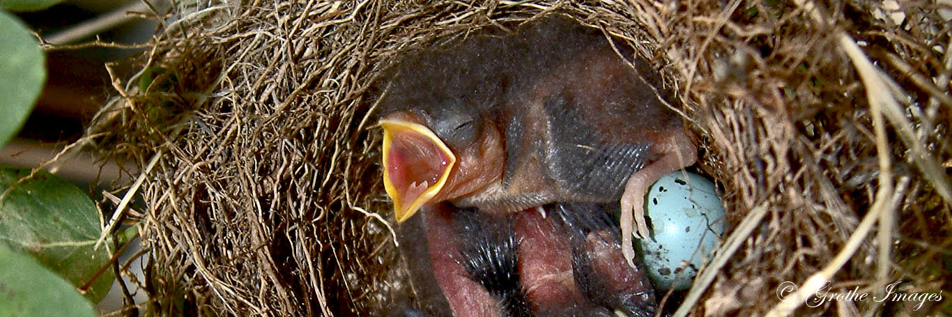 Newly hatched chipping sparrows, Waushara County, Wisconsin