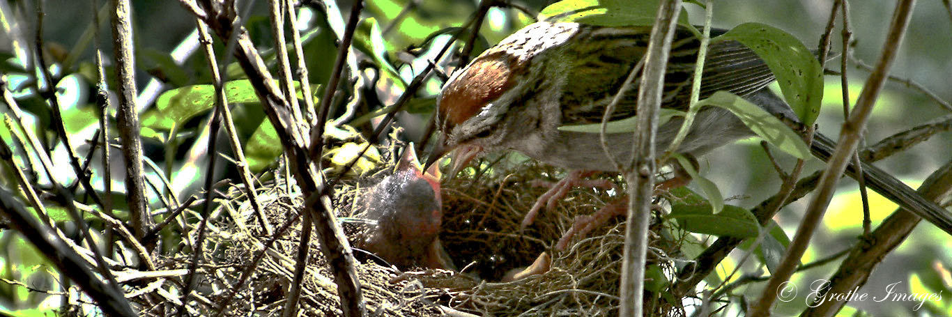 Chipping sparrow feeds her young, Waushara County, Wisconsin