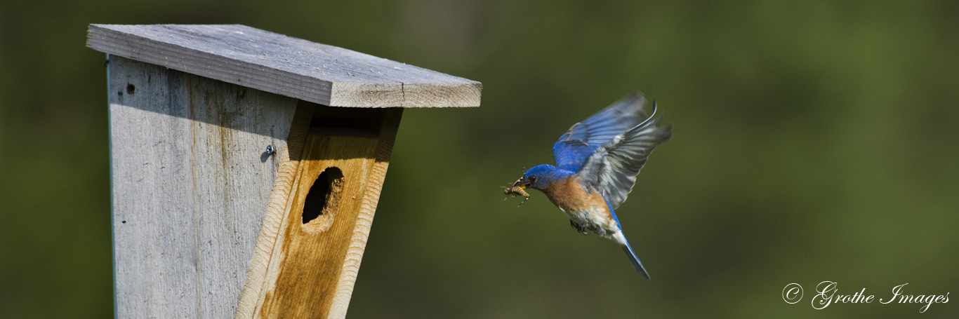 Eastern bluebird tending its young, Waushara County, Wisconsin