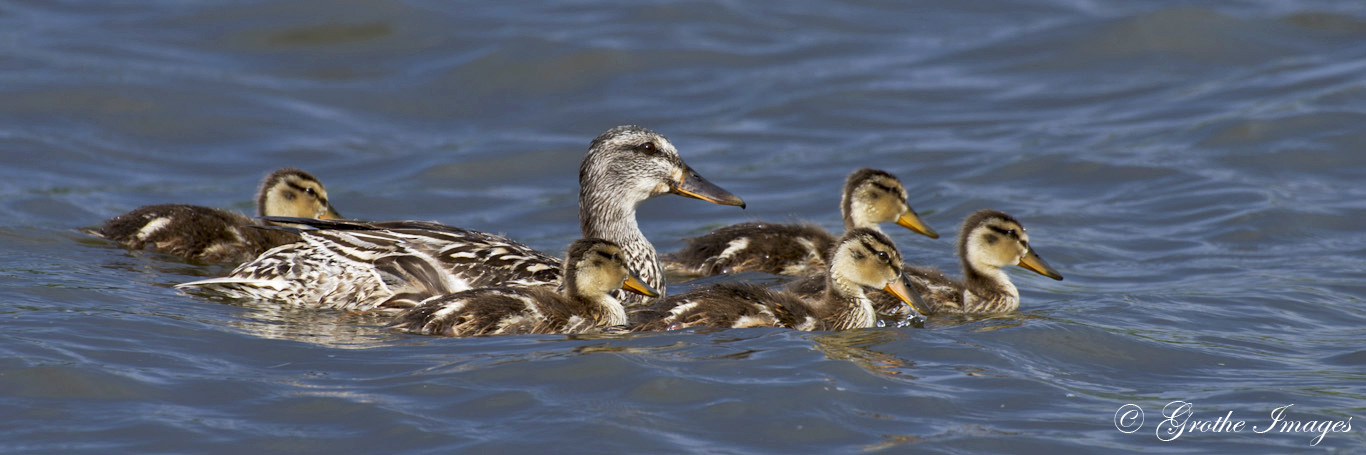 Mallard hen with her young, Lake Winnebago, Wisconsin