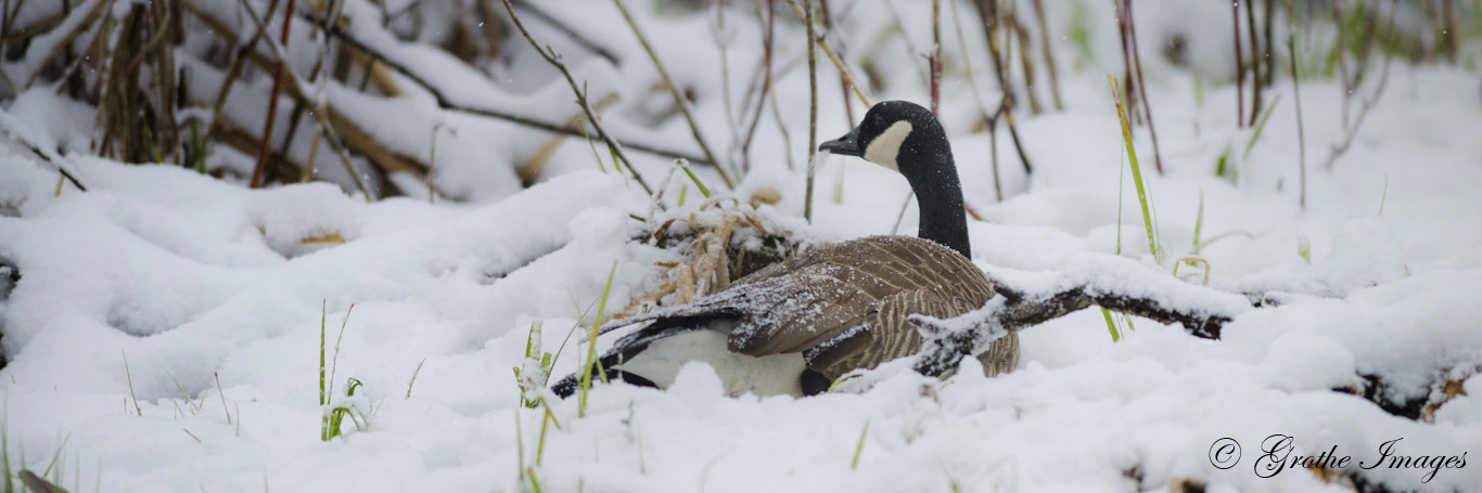 Canada goose on her nest, Mecan Springs, Wisconsin