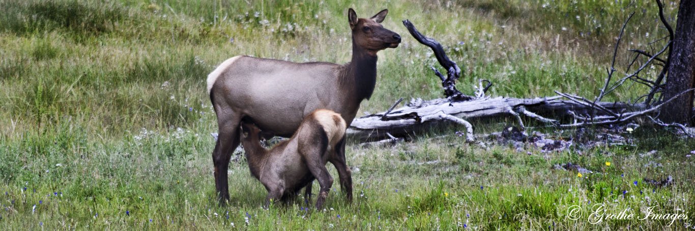 Elk cow with her calf, Yellowstone National Park, Wyoming