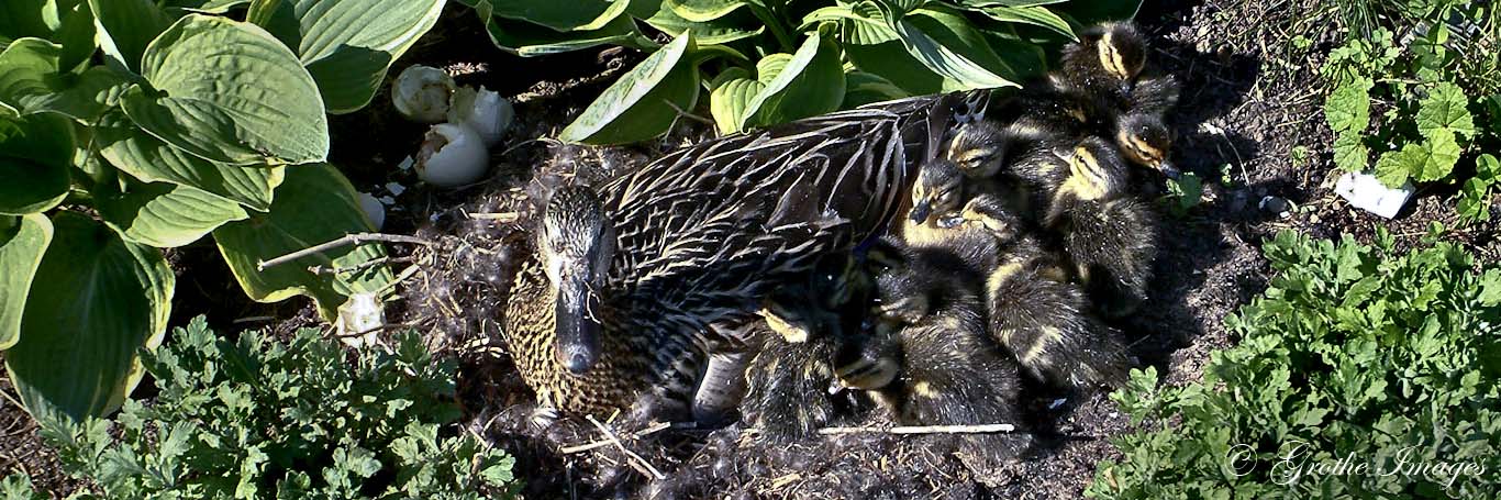 Mallard hen with her ducklings, Waushara County, Wisconsin